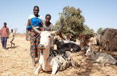 Niños y animales en el Burkina Faso