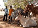 enfants bergers avec animaux