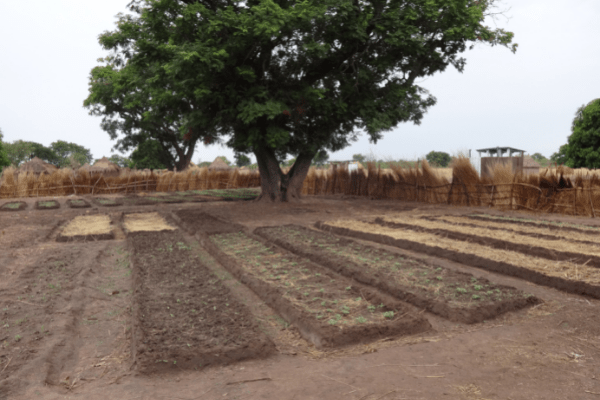 2021.07.13 Education ChangementClimatique Tchad pepiniere 600x400px